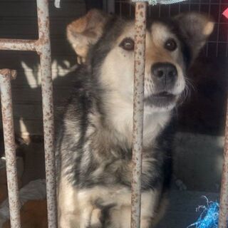犬（シロ　雑種12才）の里親募集