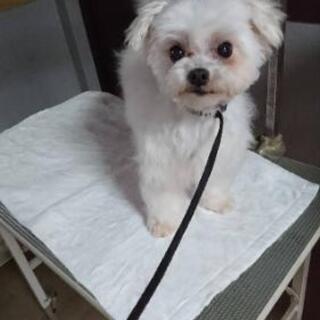 繁殖引退犬。マルチーズ　雌