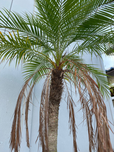フェニックス　ロベレニー　8号鉢　(枯葉付き) ヤシ　観葉植物