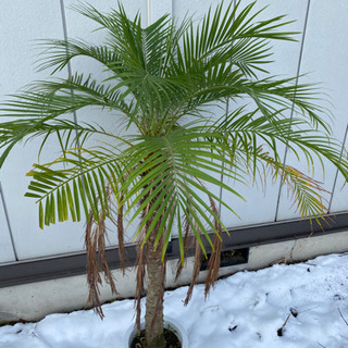 フェニックス　ロベレニー　8号鉢　(枯葉付き) ヤシ　観葉植物の画像