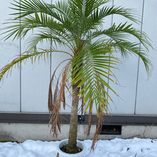 フェニックス　ロベレニー　8号鉢　(枯葉付き) ヤシ　観葉植物の画像