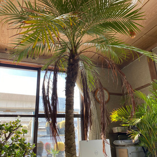 フェニックス　ロベレニー　8号鉢　(枯葉付き) ヤシ　観葉植物の画像