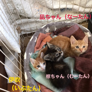 月齢1カ月半から2カ月位