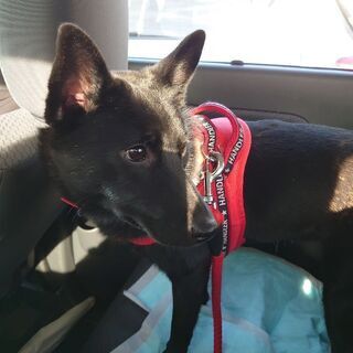 迷い犬　甲斐犬のメスを探しています
