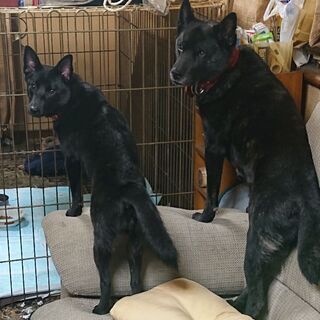 迷い犬　甲斐犬のメスを探しています - 久喜市