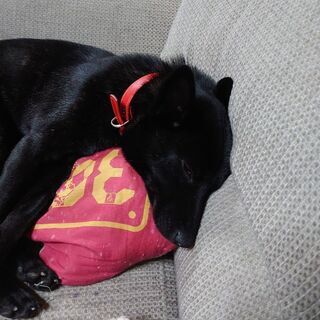 迷い犬　甲斐犬のメスを探しています - 手伝って/助けて