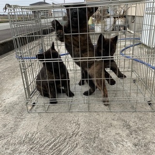 甲斐犬　赤虎　子犬 - 犬