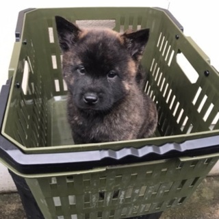 甲斐犬　赤虎　子犬 - 中新川郡