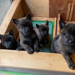 甲斐犬　赤虎　子犬