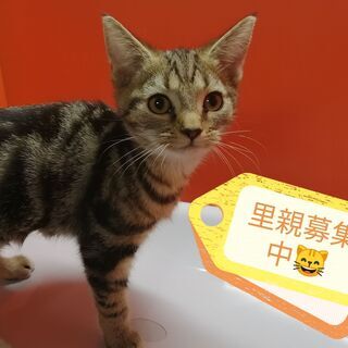 11/1産まれ♪　マンチカン♀　ボブテールです(=^・^=)の画像