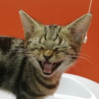 11/1産まれ♪　マンチカン♀　ボブテールです(=^・^=) - 猫