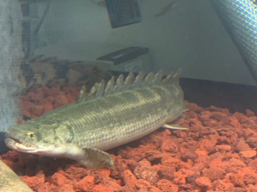 新春大セールビキールビキール 14,800円