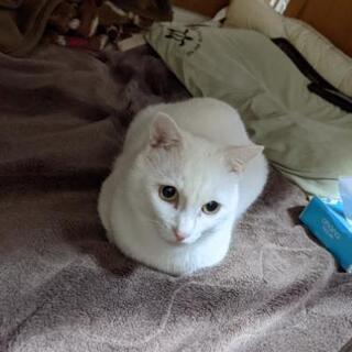 白猫（成猫） - 宗像市