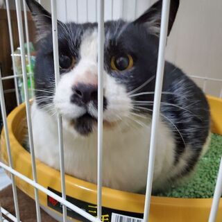人懐っこいハチワレ(♂)ちゃん