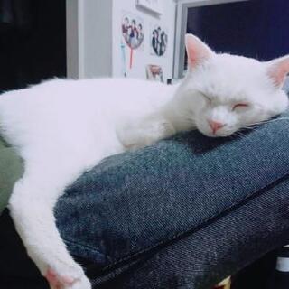 白猫（成猫）