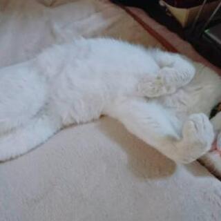 白猫（成猫） - 猫