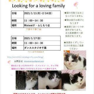 保護猫譲渡会　waiwaiドームしもつま1/11