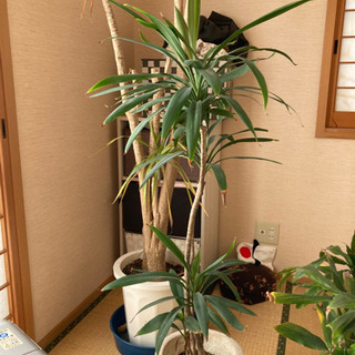 観葉植物6点セット