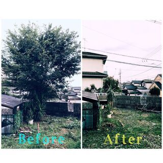 庭木の剪定・除去 除草承ります！