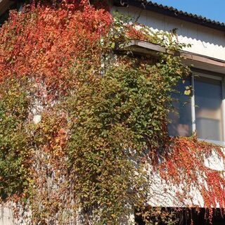 庭木の剪定・除去 除草承ります！ - 目黒区