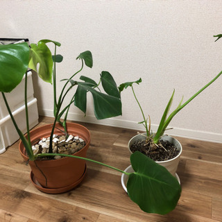 観葉植物  モンステラ