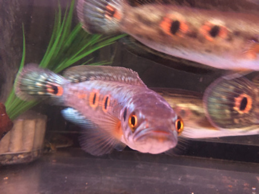 フラワートーマン