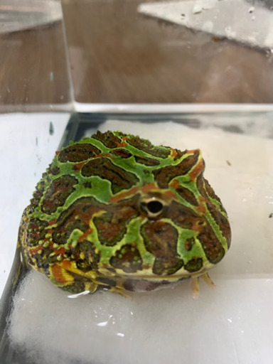 純血ベルツノガエル