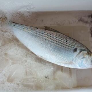 釣り友ゆる募 − 愛知県