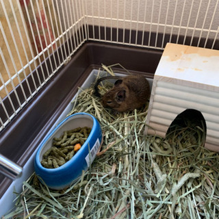 デグー　メス　8カ月　お譲りします
