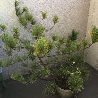 松　植栽の画像