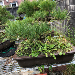 あ*ひ様 黒松 盆栽 2つセット クロマツセット2本 早者勝ち あ*ひ様 黒松 盆栽 2つセット