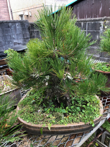 【盆栽まとめ売り】黒松2本　花梨1本　紅葉1本