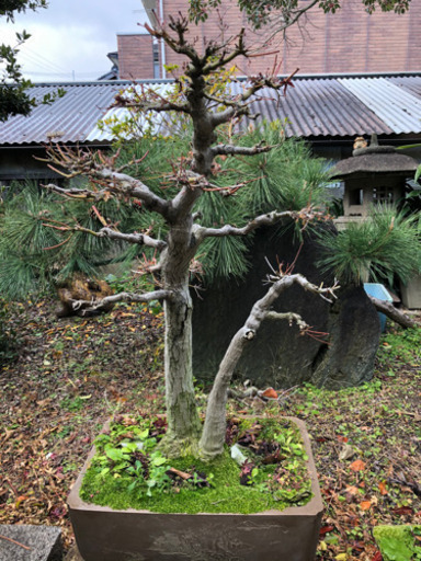 【盆栽まとめ売り】黒松2本　花梨1本　紅葉1本