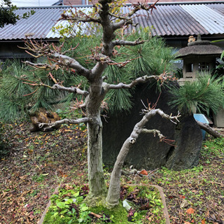 盆栽まとめ売り】黒松2本 花梨1本 紅葉1本