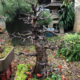 盆栽まとめ売り】黒松2本 花梨1本 紅葉1本