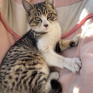 推定三ヶ月ほどの、雌のサバ猫さんです