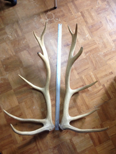 価格交渉可! 貴重品‼︎ エルク(アカシカ)の角  90cm