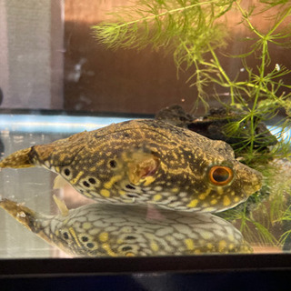【値下げ】熱帯魚☆淡水フグ☆インドシナレオパードパファー☆ぽっち...