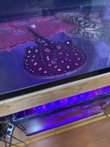 ダイヤモンドポルカ　ハイブリッド　20㎝