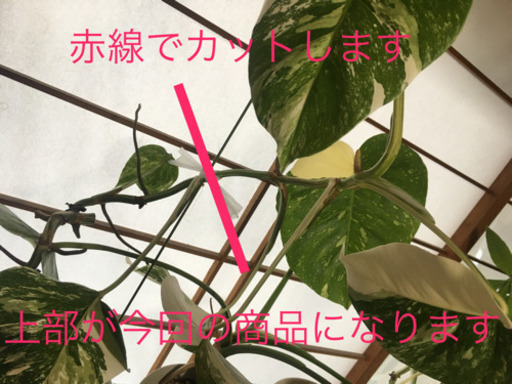 モンステラ ハーフムーン 斑入り