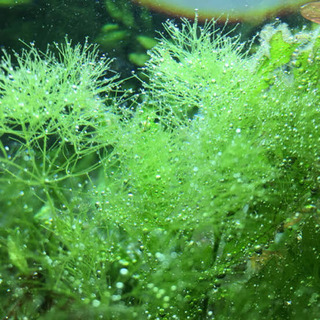 ニテラ　通常の1.5倍で❗️の画像