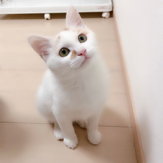 可愛い顔の男の子(譲渡決定！)