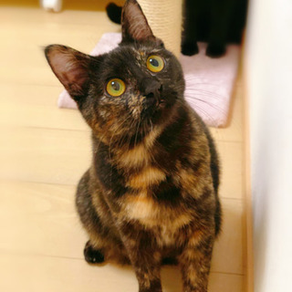 可愛いお顔のサビちゃん(譲渡決定！)