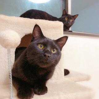 甘えん坊の黒猫(譲渡決定しました。）