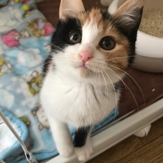 可愛い三毛猫ちゃん！
