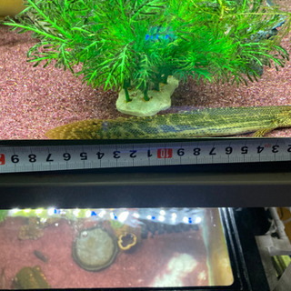 【売れました】熱帯魚☆ポリプテルス・ラプラディ☆17cm
