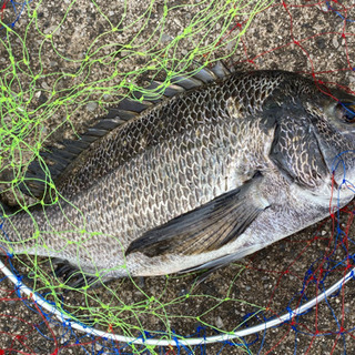 ご家族でもお一人でも気軽に海釣り行きましょう！