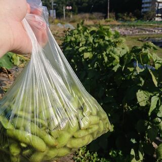 家庭菜園グルチャ