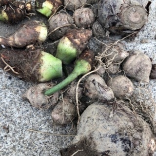 【お取引先確定】私が作った無農薬野菜セット　1セット限りの画像