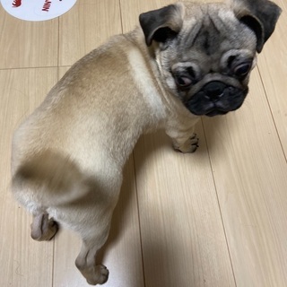 元気いっぱい　パグ　生後5ヶ月 - 犬